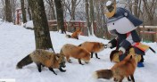 foxvillageboredpanda